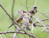 Western Kingbirds